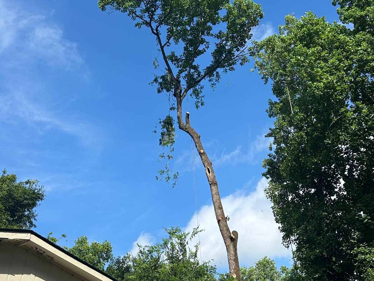 El Costeño Tree Service LLC